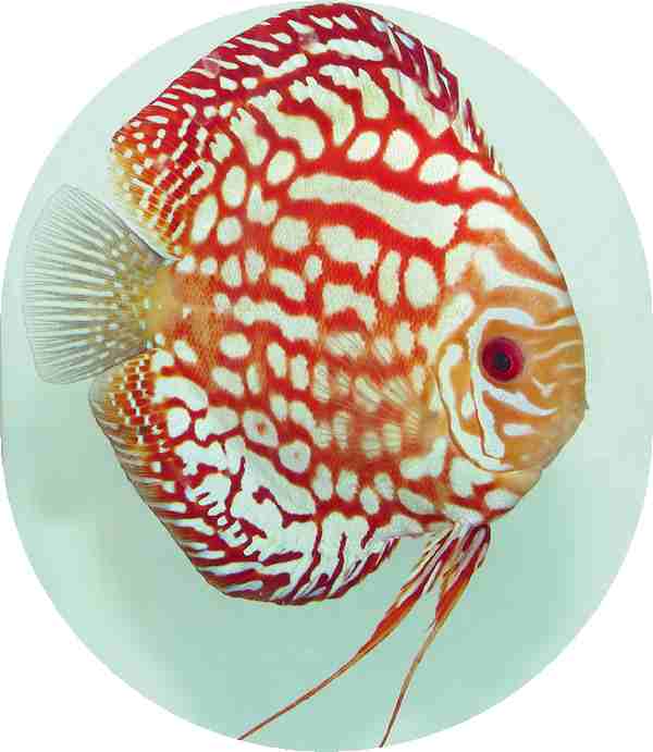 Fire Dragon Discus Fish - 2.5 inch